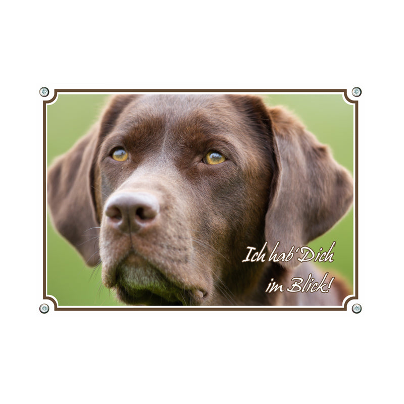 Labrador Retriever - Ich hab Dich im Blick