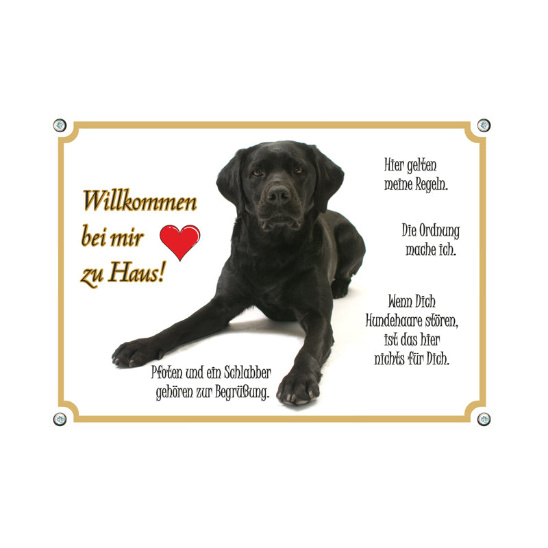 Labrador Retriever - Willkommen bei mir