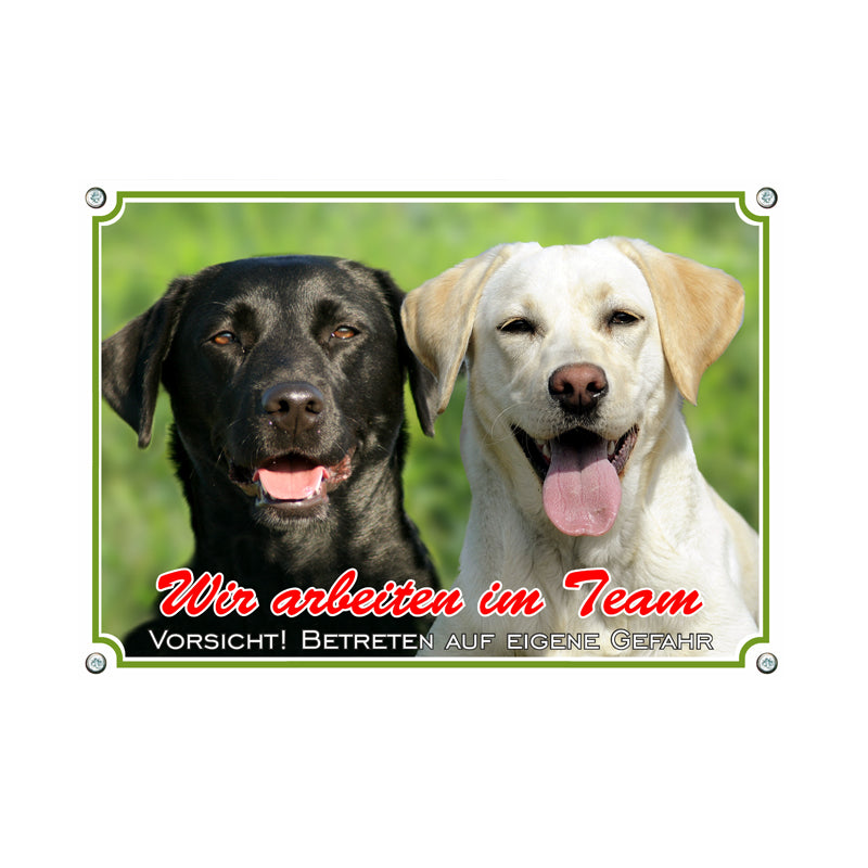 Labrador Retriever - im Team