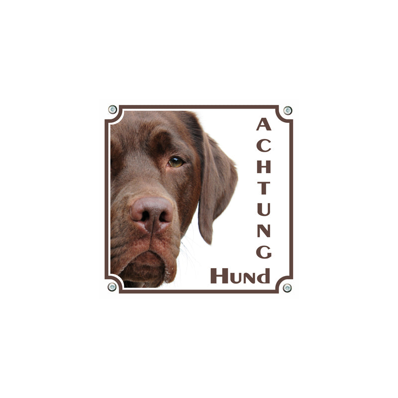 Labrador Retriever - Achtung Hund