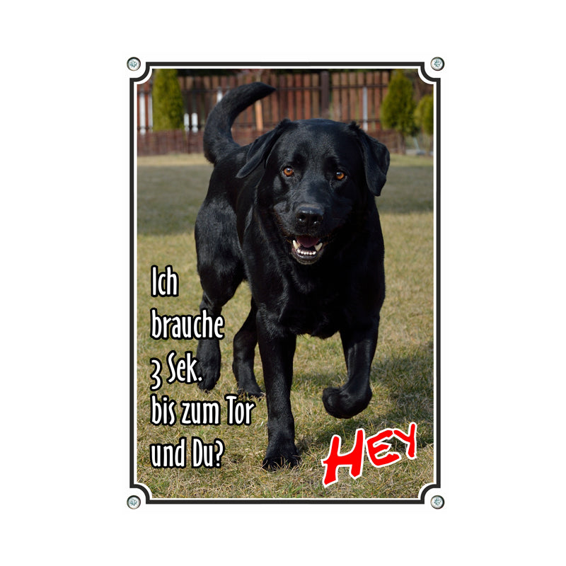 Labrador Retriever - Ich brauche 3 Sek