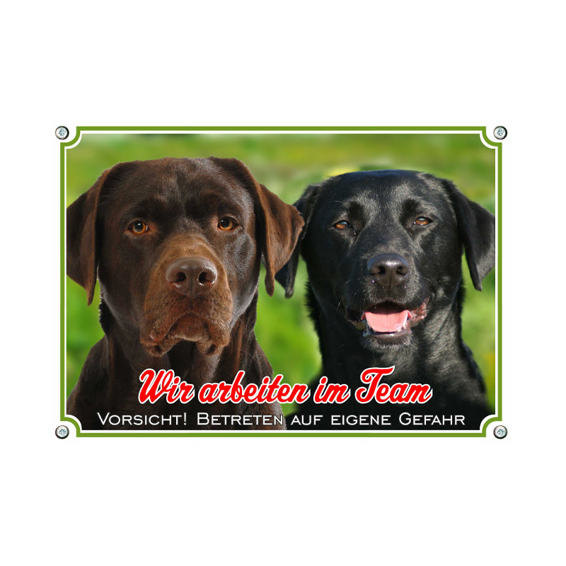 Labrador Retriever - arbeiten im Team