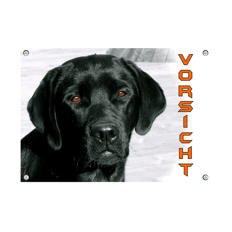 Labrador Retriever - Vorsicht
