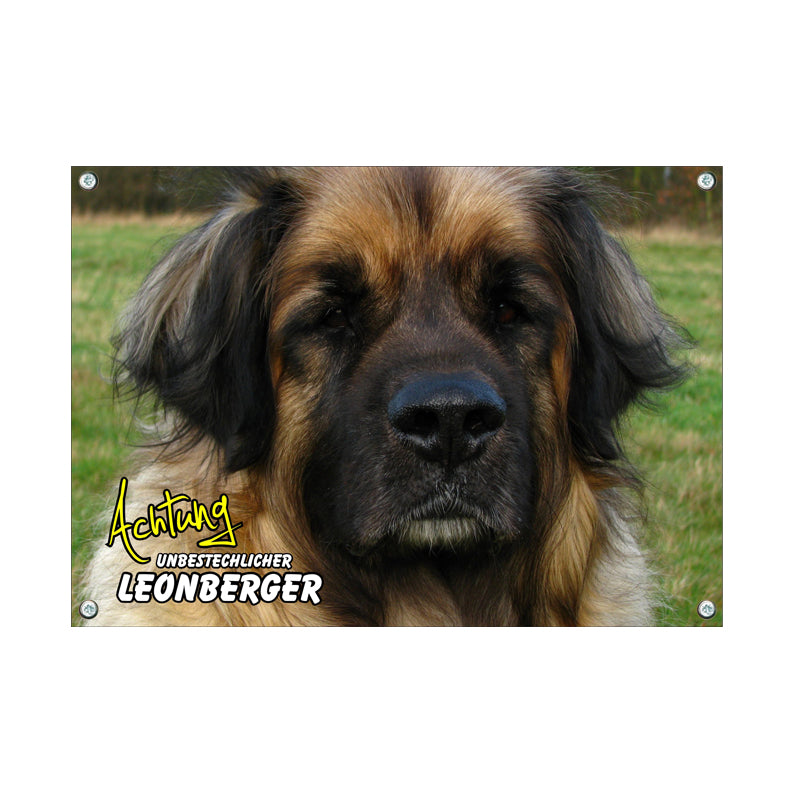 Leonberger - Unbestechlich
