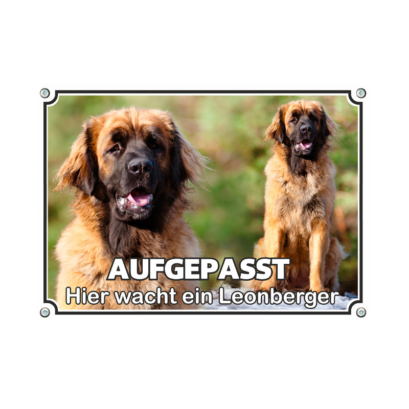 Leonberger - Aufgepasst
