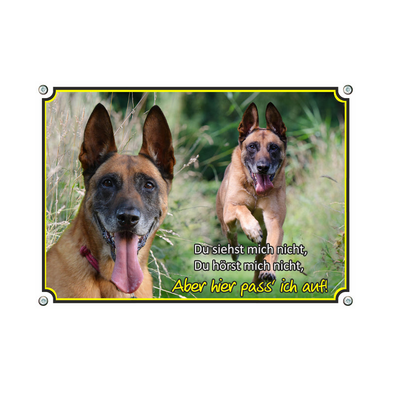 Malinois - Hier passe ich auf