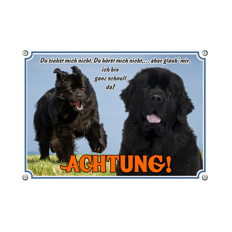Neufundländer - Achtung