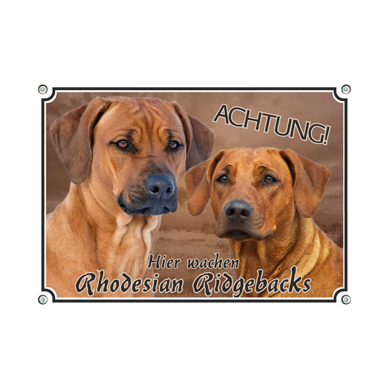 Rhodesian Ridgeback - Hier wachen