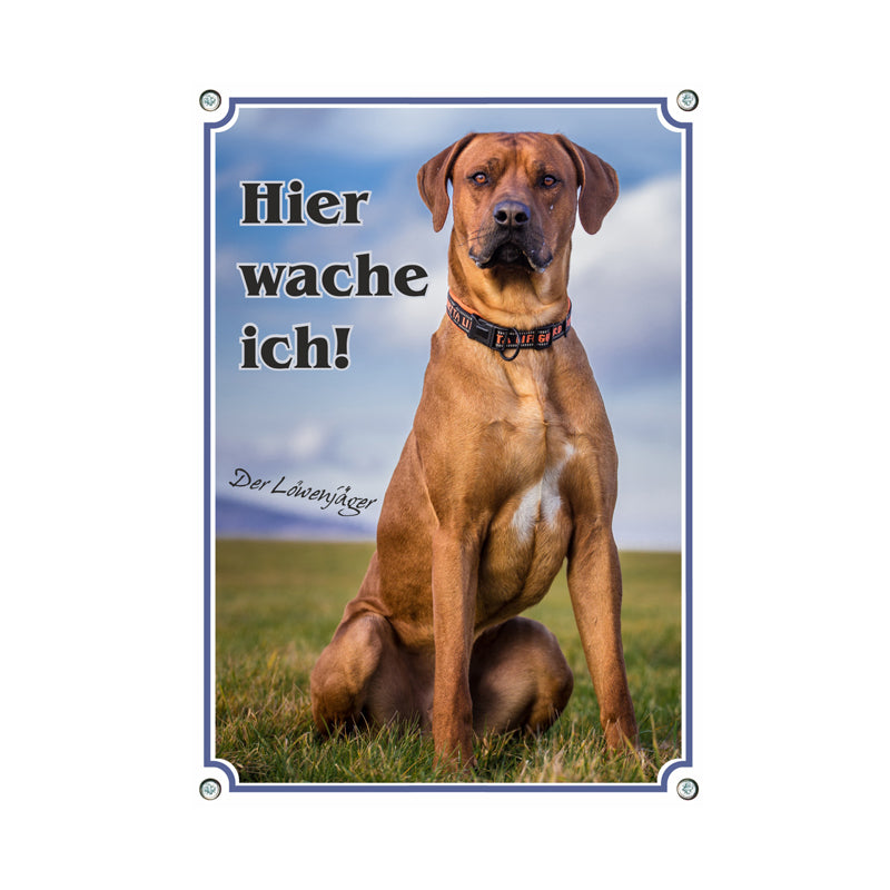 Rhodesian Ridgeback - Hier wache ich