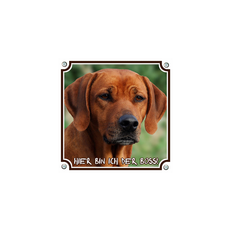 Rhodesian Ridgeback - Hier bin ich der Boss