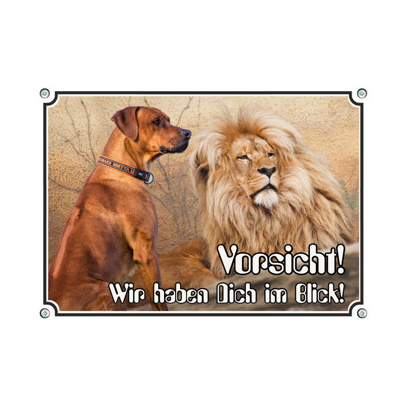 Rhodesian Ridgeback - im Blick