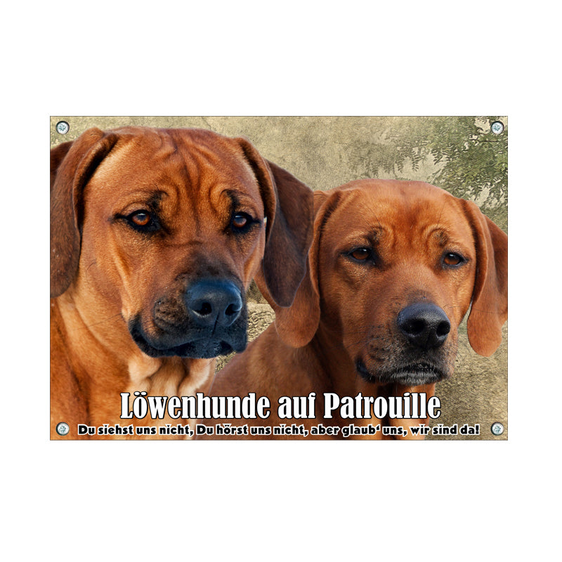 Rhodesian Ridgeback - Löwenhunde auf Patrouille