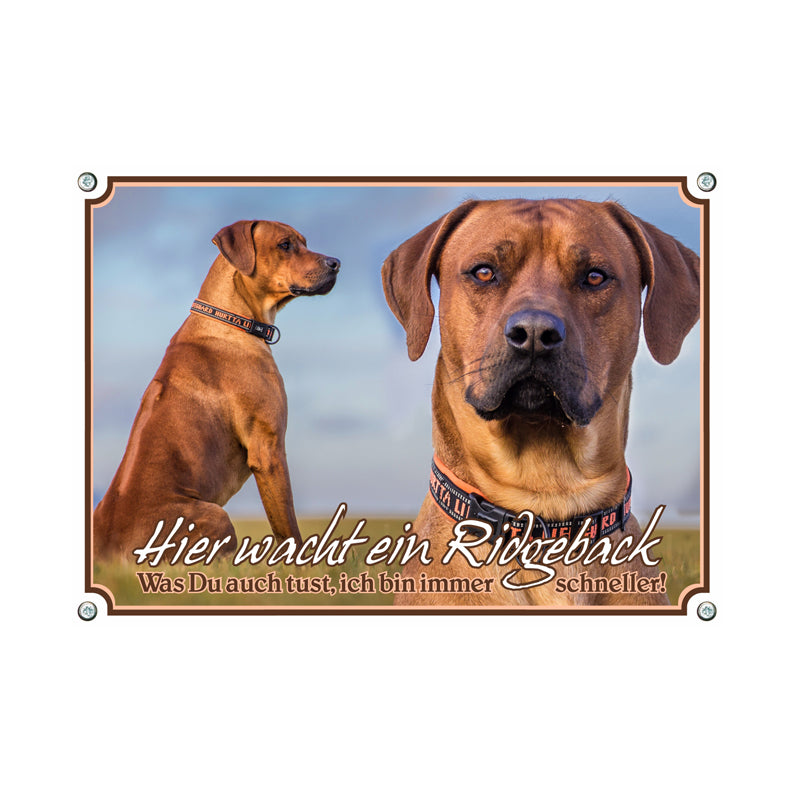 Rhodesian Ridgeback - ich bin immer schneller