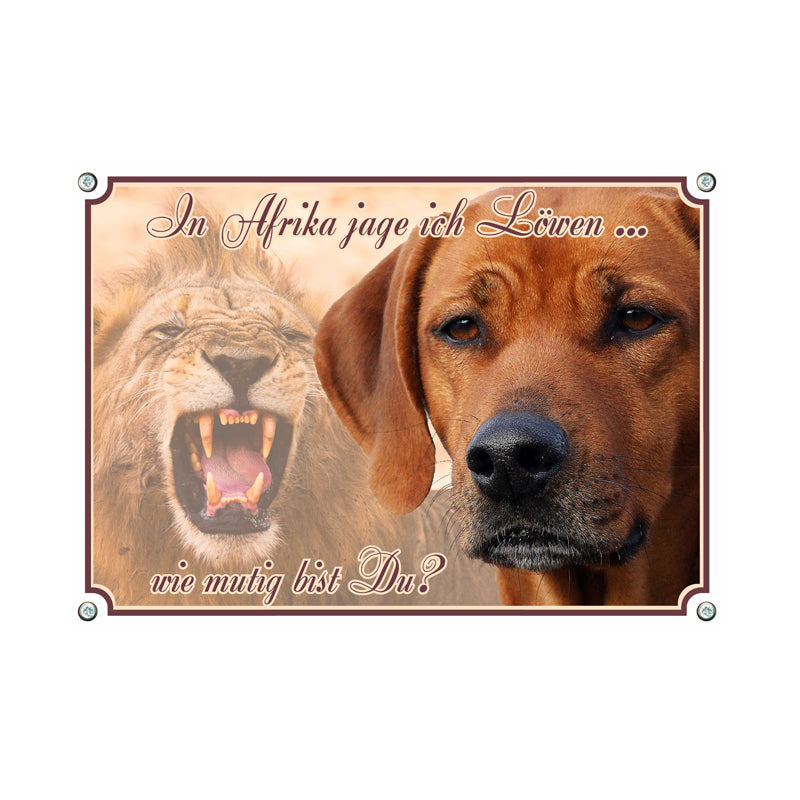 Rhodesian Ridgeback - in Afrika