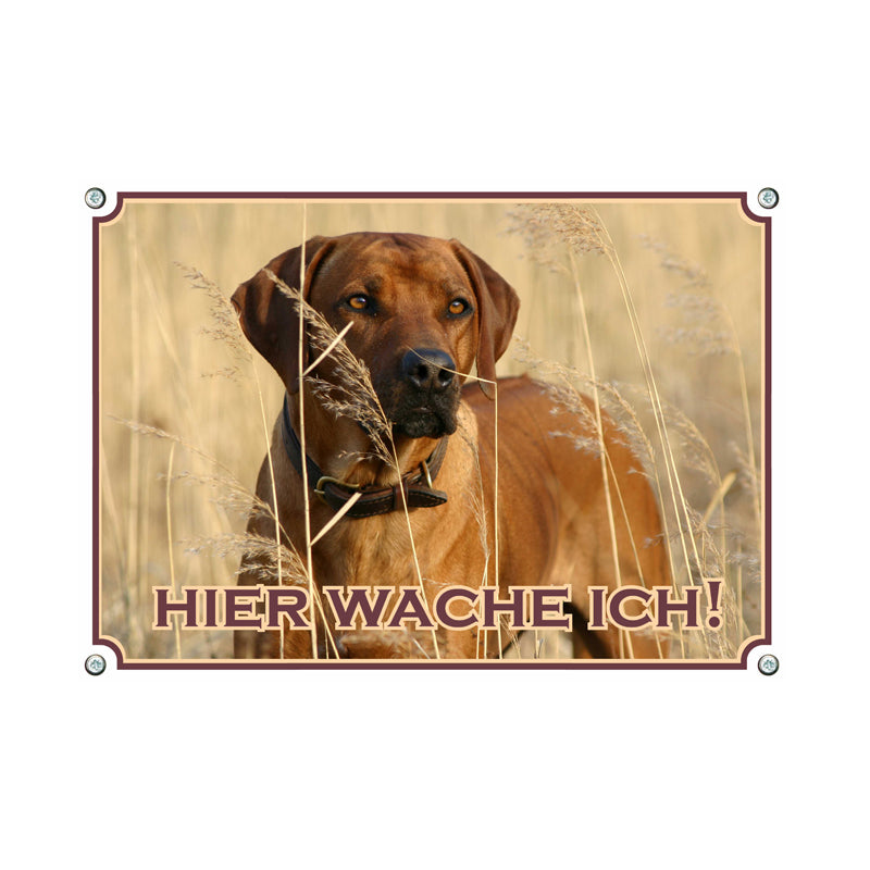 Rhodesian Ridgeback - Hier wache ich