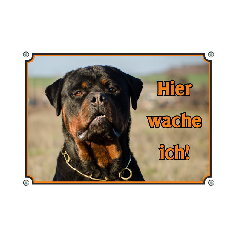 Rottweiler - Hier