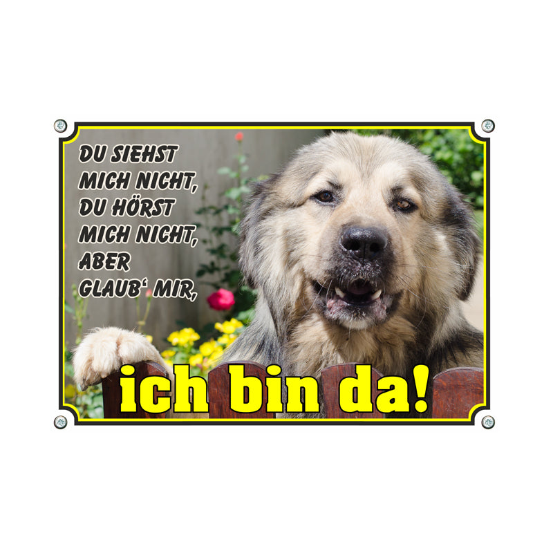 Sarplaninac - Ich bin da