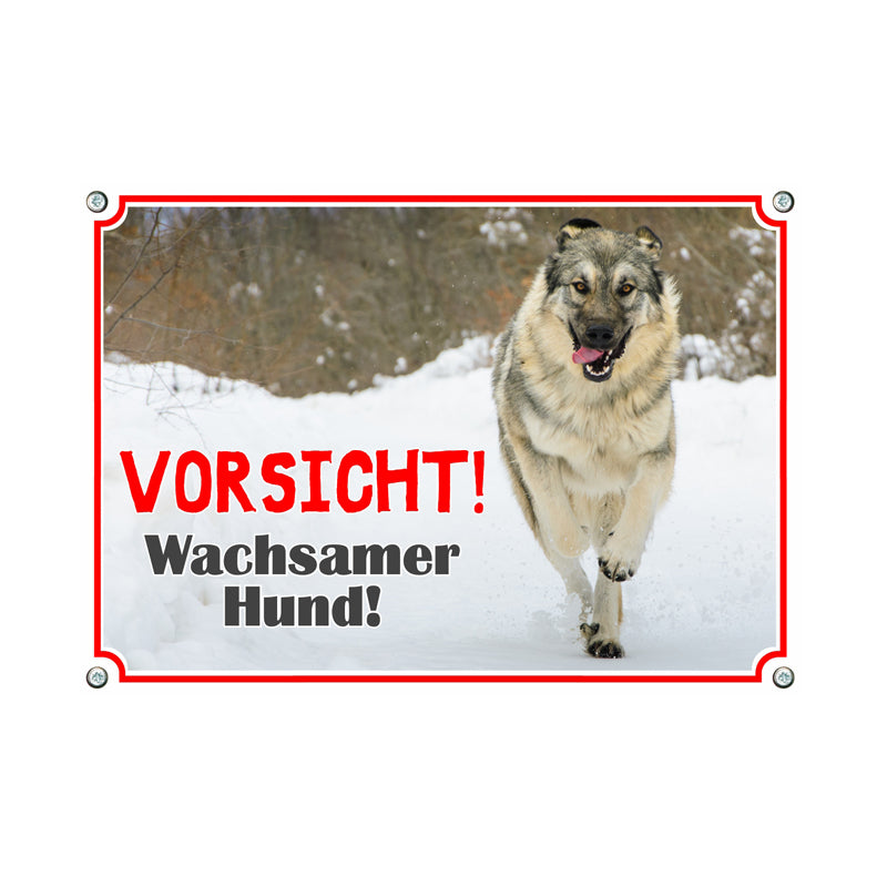 Sarplaninac - Wachsamer Hund