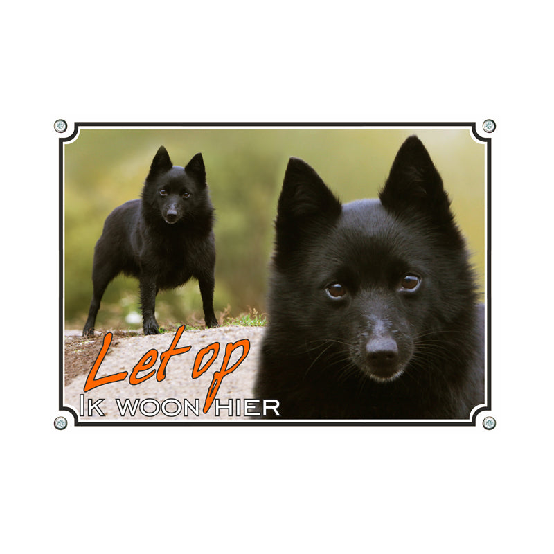 Schipperke - let op