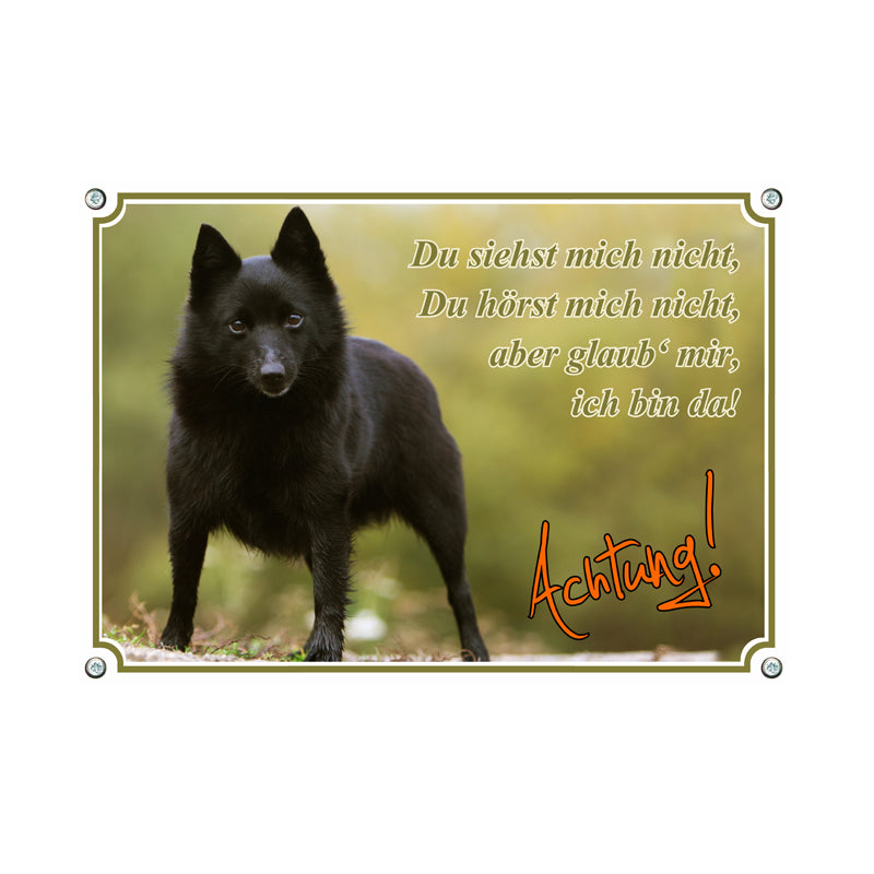 Schipperke - Du siehst mich nicht