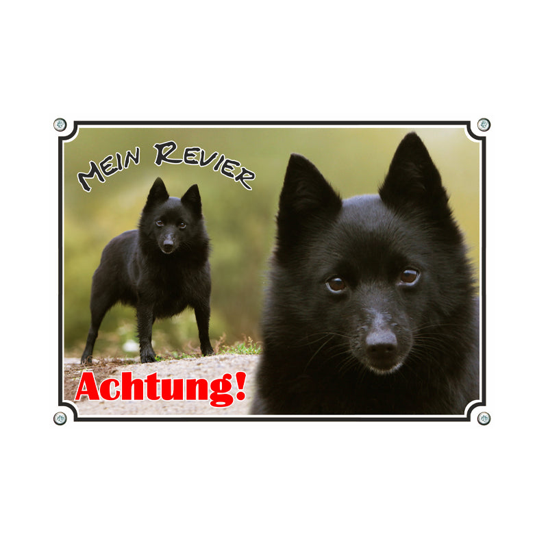 Schipperke - Mein Revier
