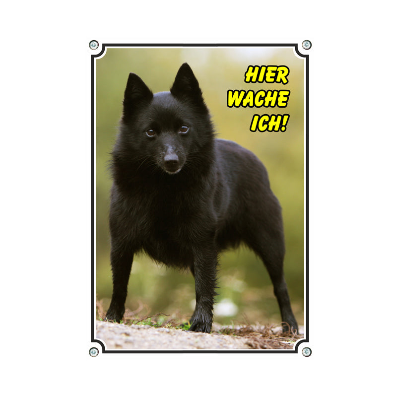 Schipperke - Hier wache ich