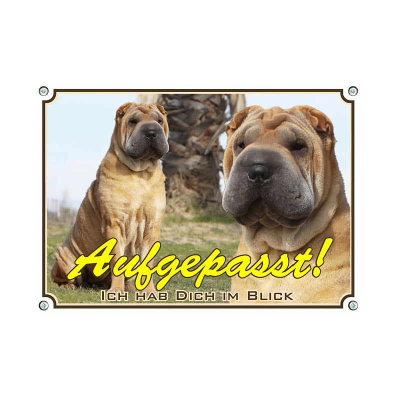 Shar Pei - Aufgepasst