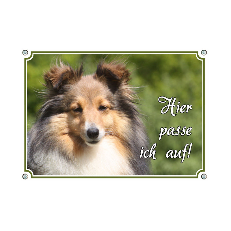 Shetland Sheepdog (Sheltie) - Hier passe ich auf