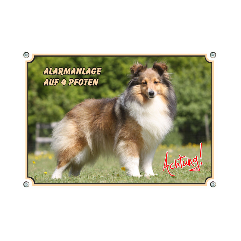 Shetland Sheepdog (Sheltie) - Alarmanlage