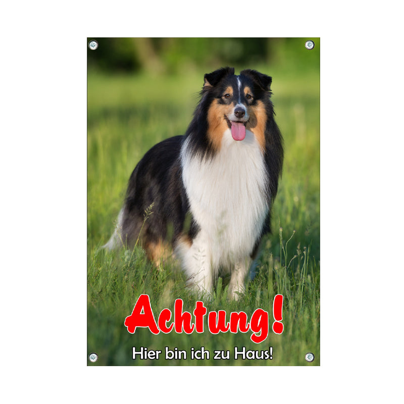 Shetland Sheepdog (Sheltie) - Hier bin ich