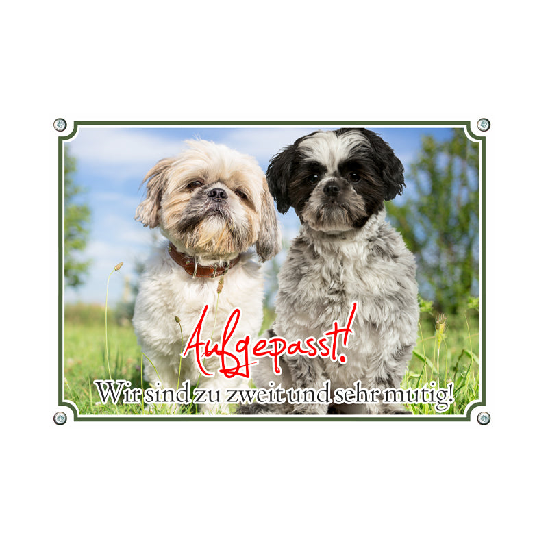 Shih Tzu - Wir sind zu zweit