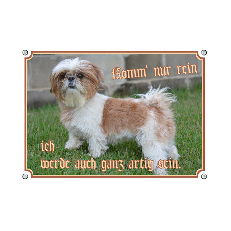 Shih Tzu - Komm nur rein