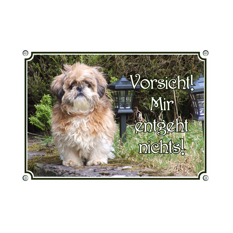 Shih Tzu - Mir entgeht nichts