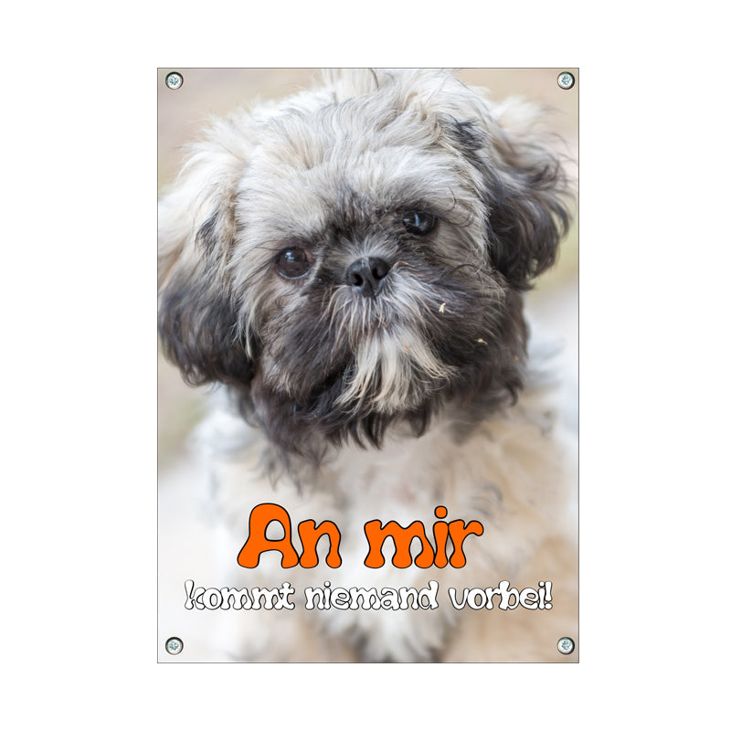 Shih Tzu - an mir kommt niemand vorbei
