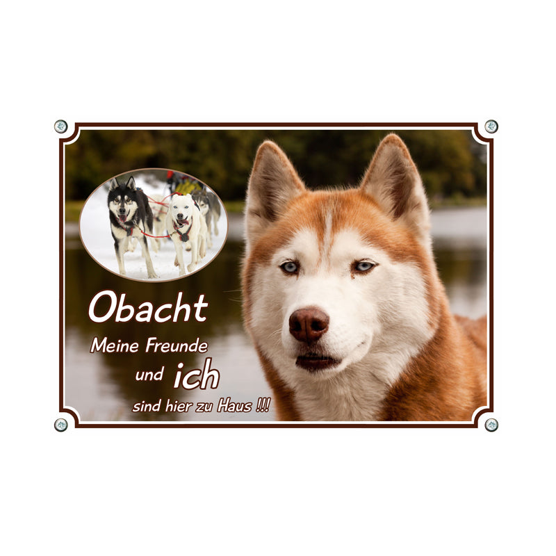 Siberian Husky - Obacht