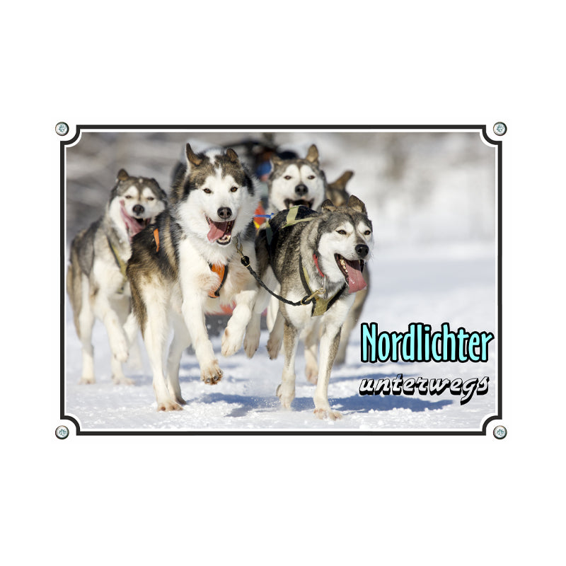 Siberian Husky - Nordlichter