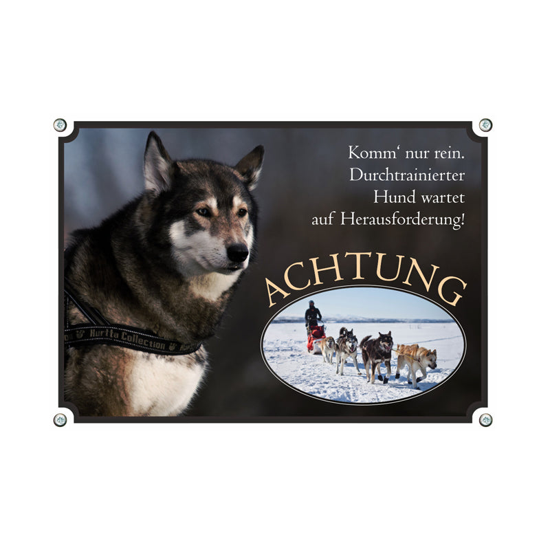 Siberian Husky - Komm nur rein