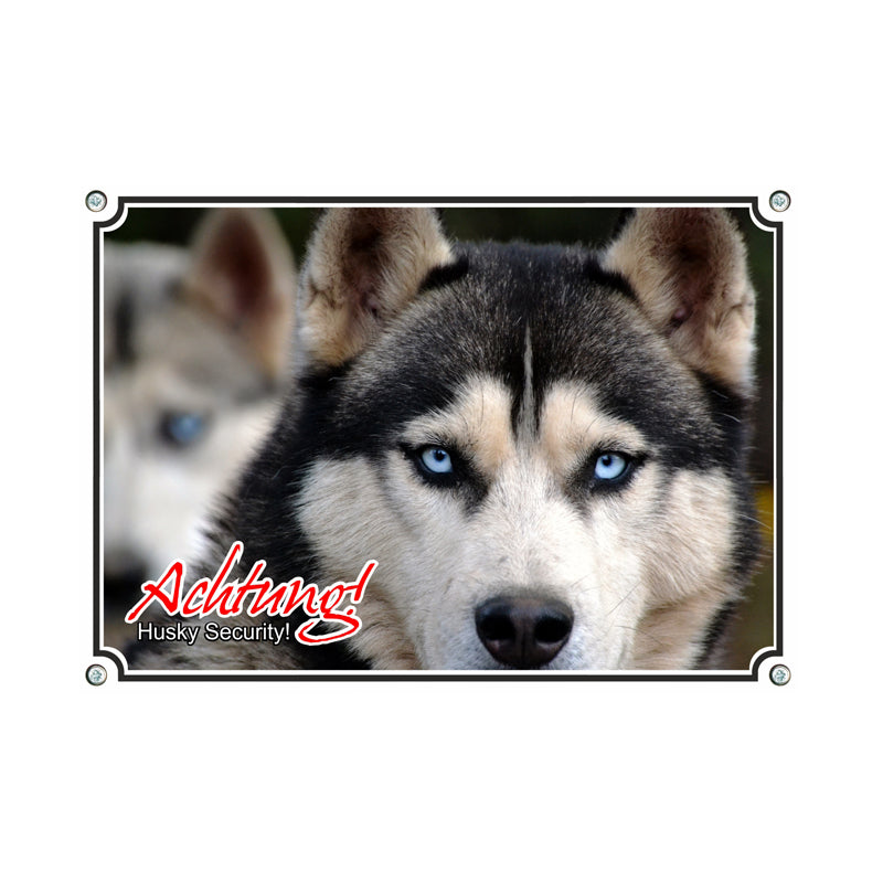 Siberian Husky - Achtung