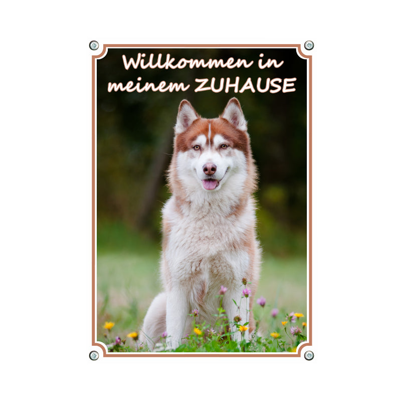 Siberian Husky - Willkommen