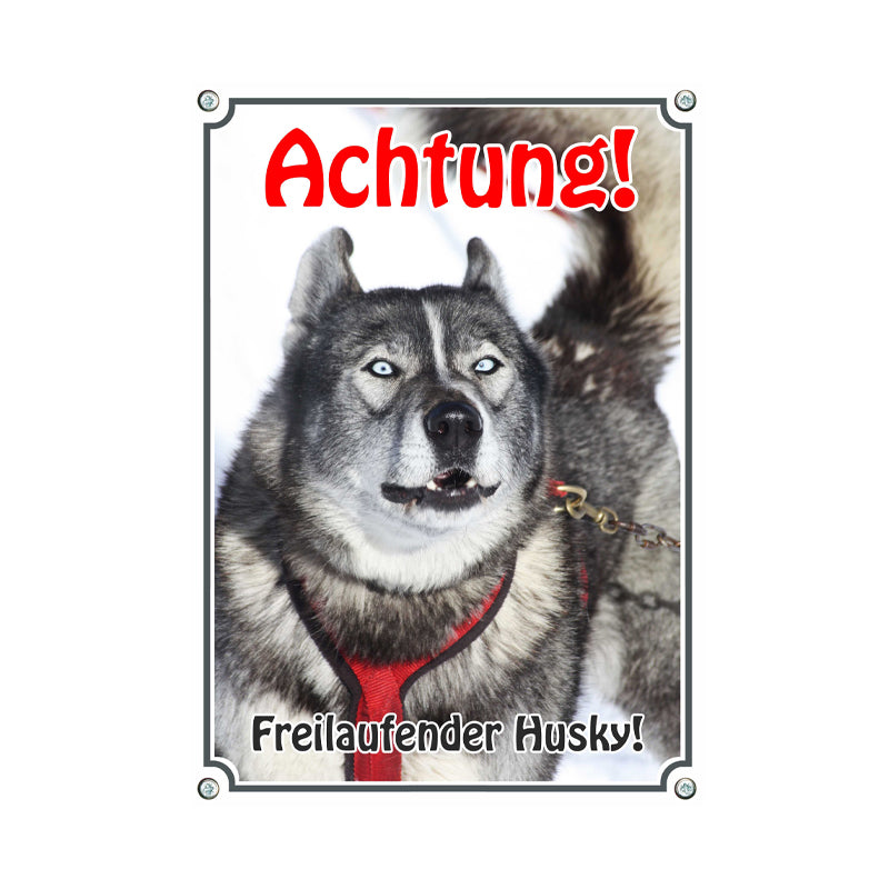 Siberian Husky - Freilaufender Husky