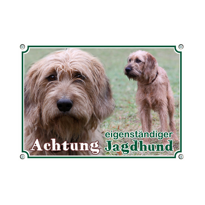 Steirische Rauhhaarbracke - eigenständiger Jagdhund