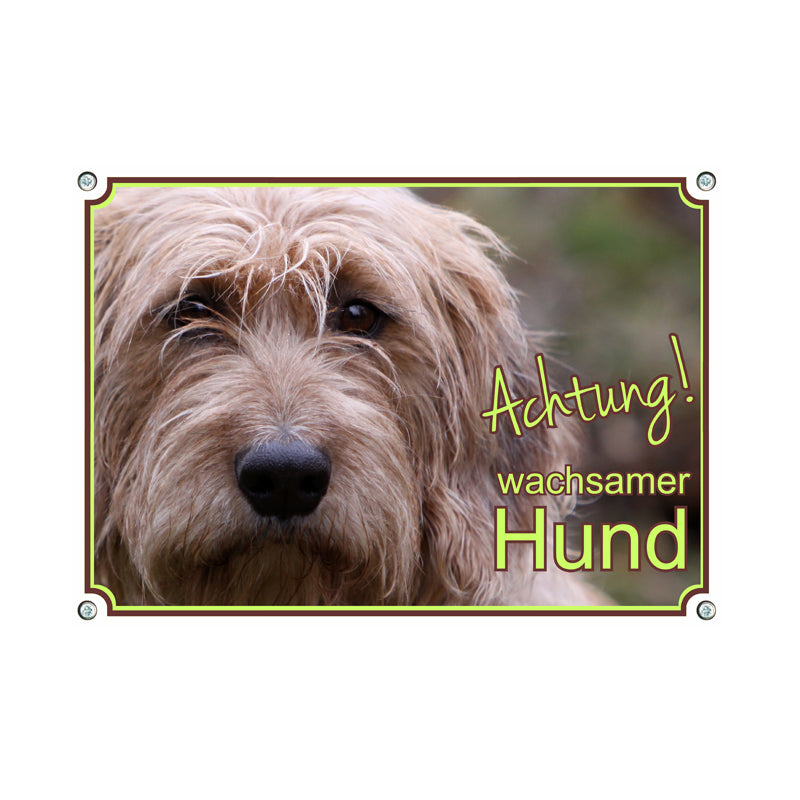 Steirische Rauhhaarbracke - wachsamer Hund