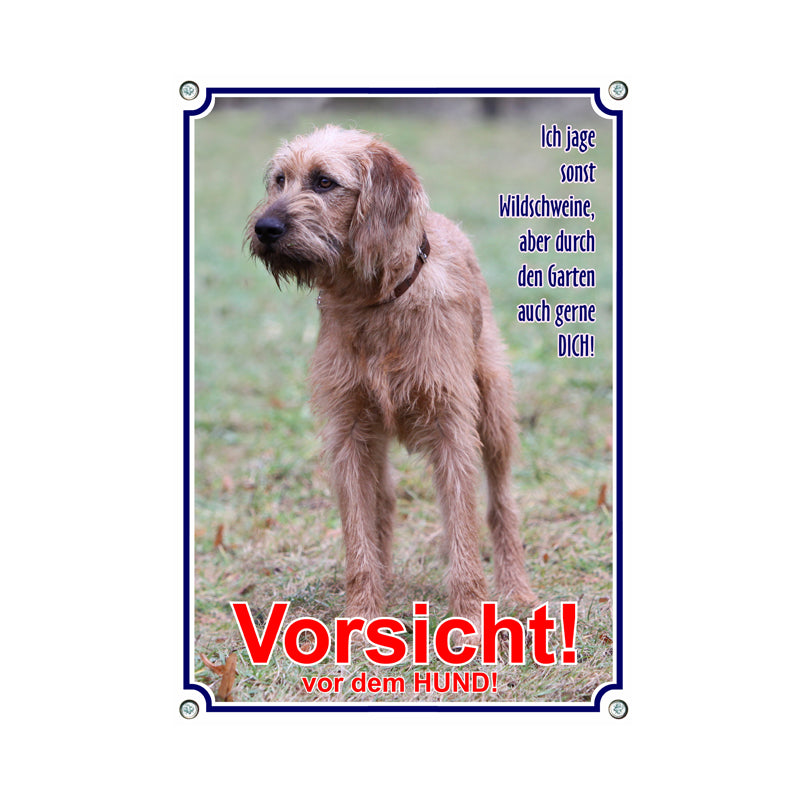 Steirische Rauhhaarbracke - ich jage