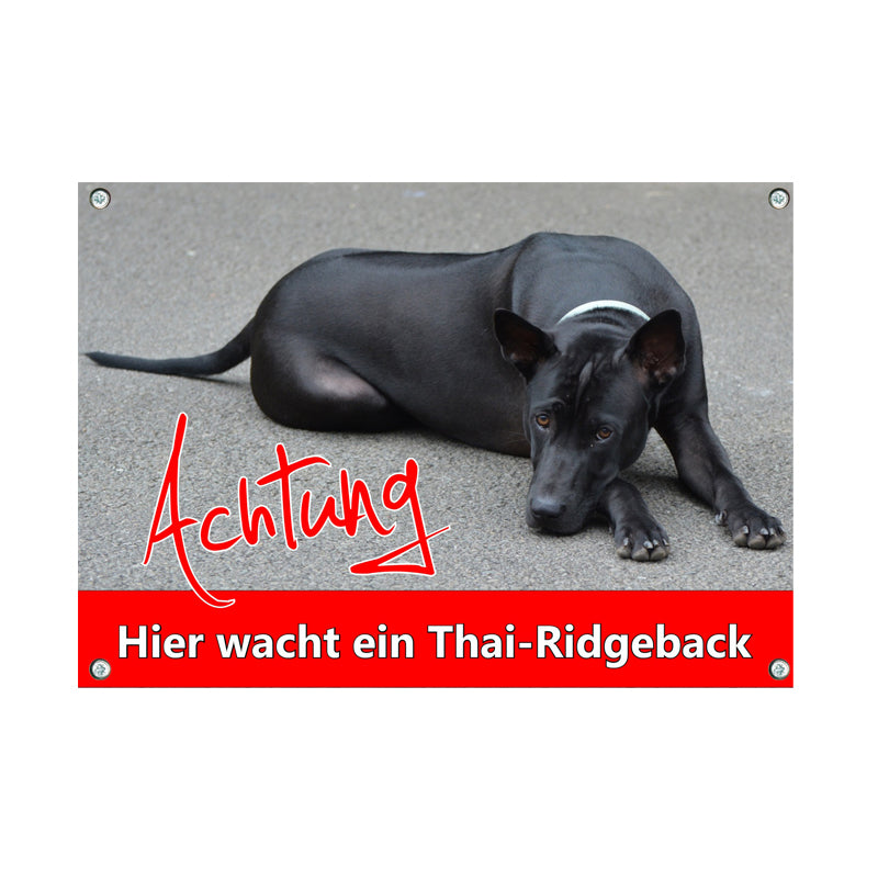 Thai Ridgeback - Hier wacht