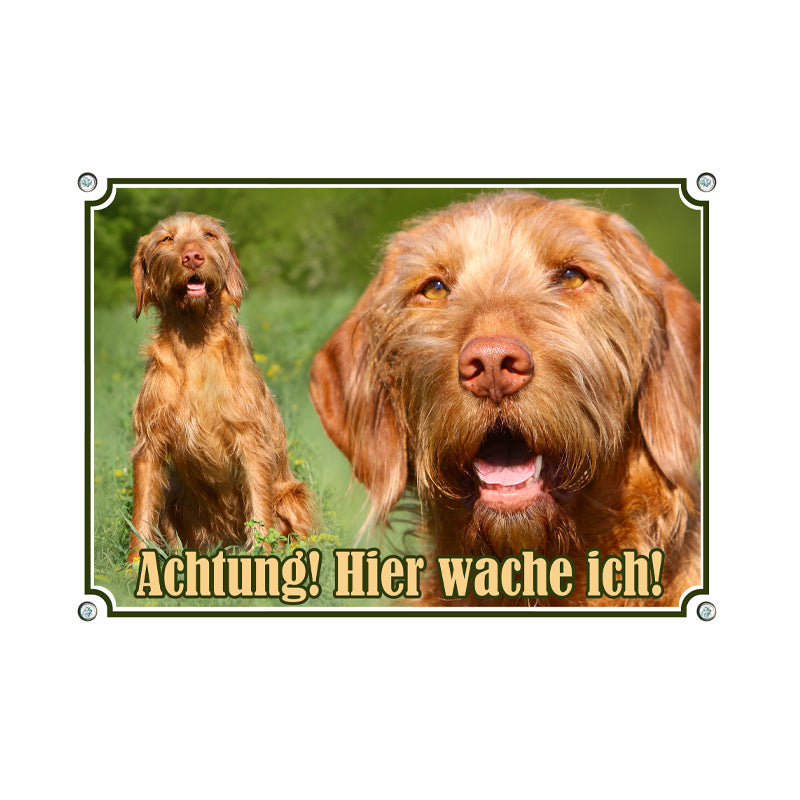 Vizsla - Hier wache ich
