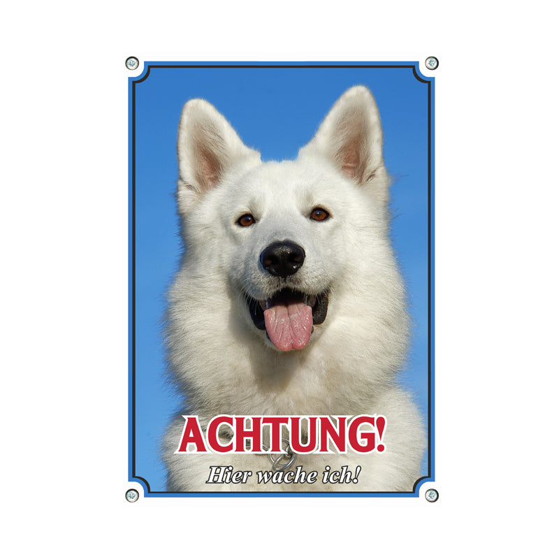 Weisser Schäferhund - Achtung hier