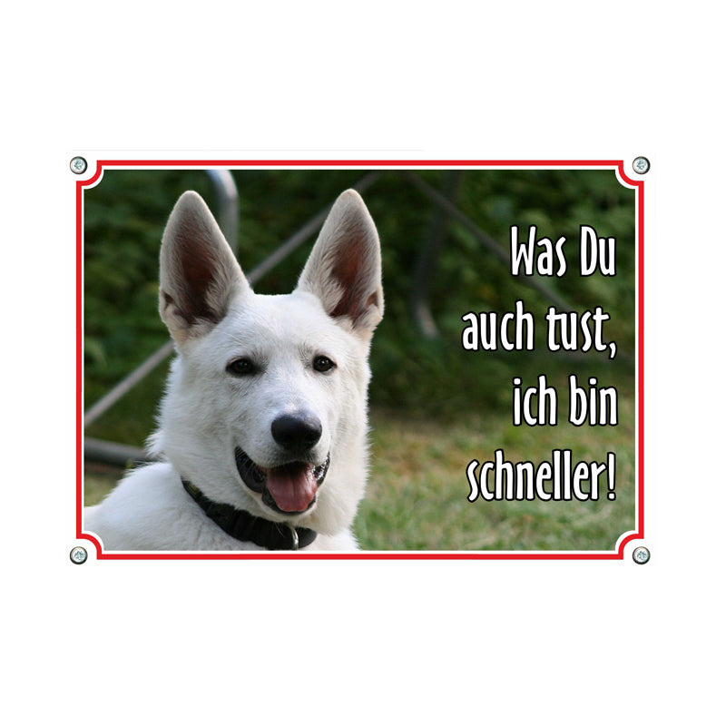 Weißer Schäferhund - ich bin schneller