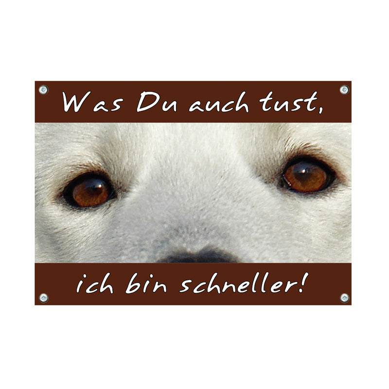 Weißer Schäferhund - Ich bin schneller