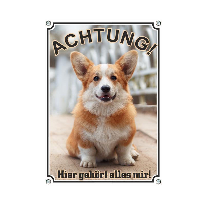 Welsh Corgi Pembroke - Achtung hier gehört