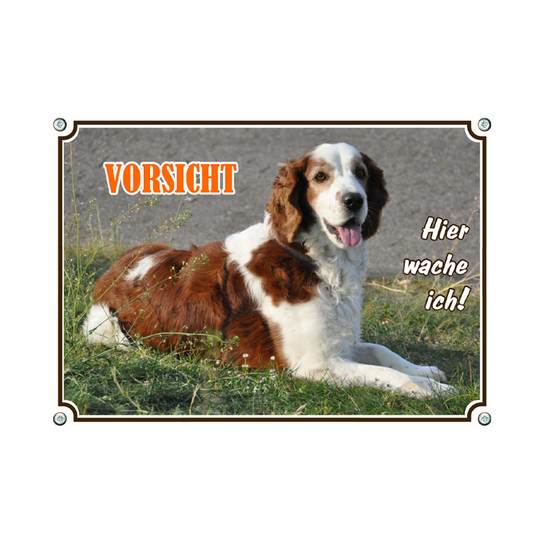 Welsh Springer Spaniel